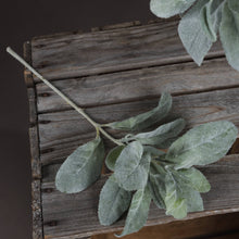 X5 Lambs Ear Sprays
