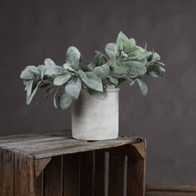 X5 Lambs Ear Sprays