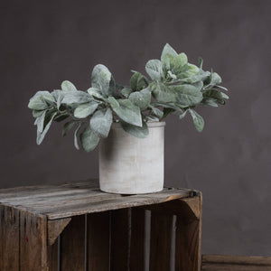 X5 Lambs Ear Sprays
