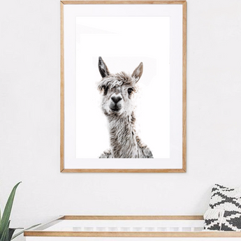 Llama / Alpaca Animal Print UNFRAMED PRINT