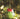 Sass & Belle BRUSSEL SPROUT HANGING BELL DECORATION