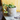 QUEEN BEE CEMENT PLANTER