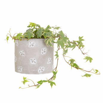QUEEN BEE CEMENT PLANTER