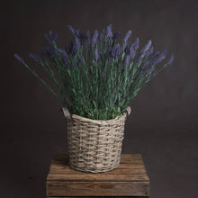 x 3 Large Lavender Spray