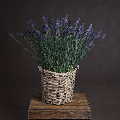 x 3 Large Lavender Spray