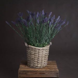 x 3 Large Lavender Spray