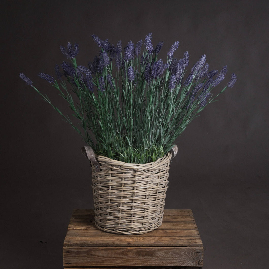 x 3 Large Lavender Spray
